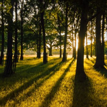 I speak for the trees, for the trees have no tongues.